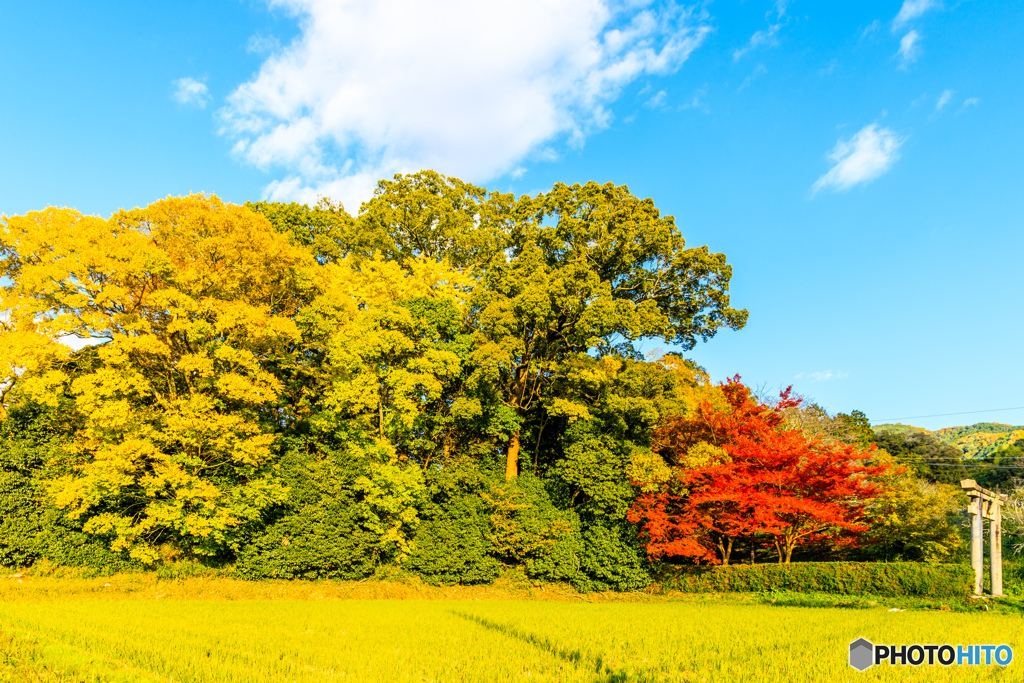 乙木集落の神社