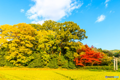 夜都岐神社の緑葉