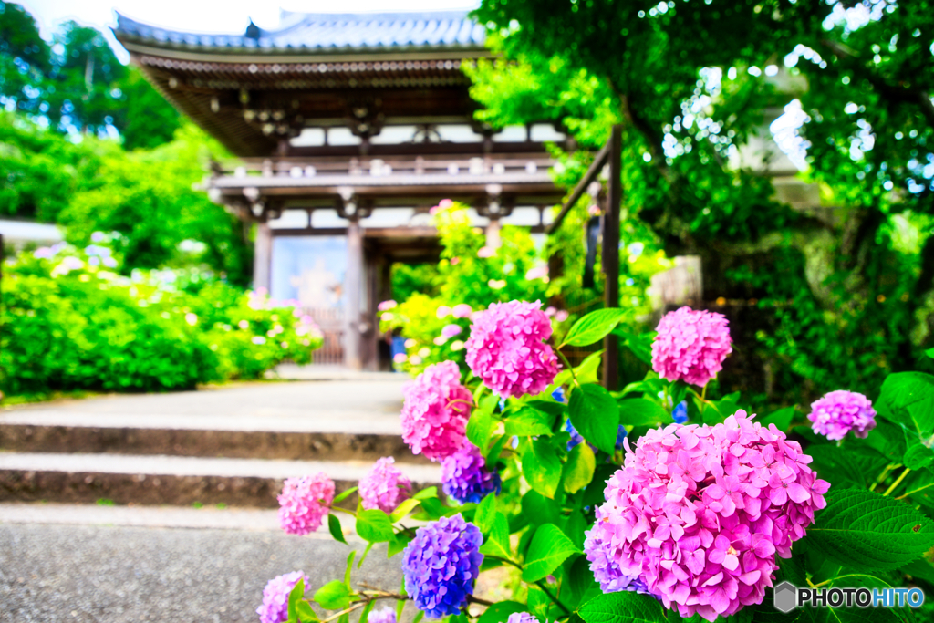 仁王門に咲く花