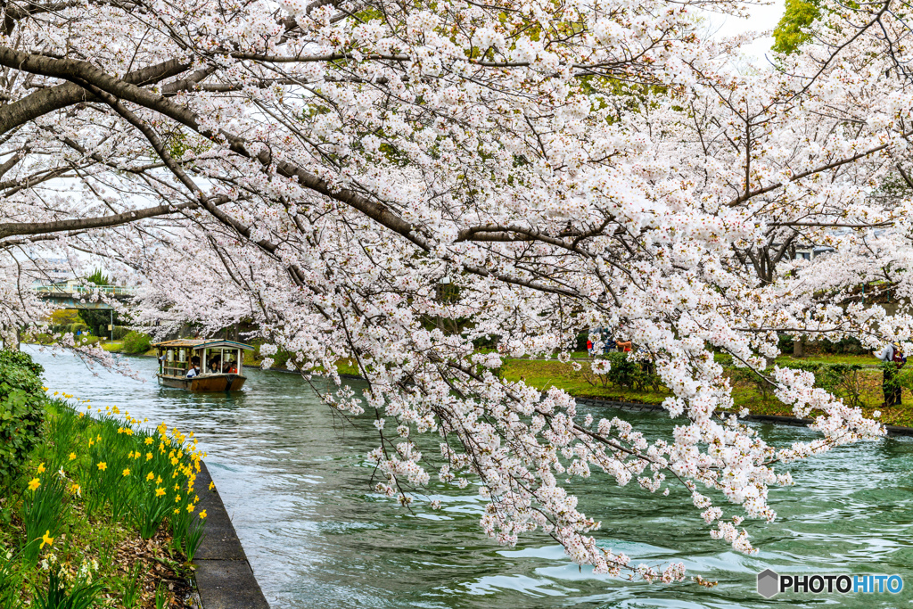 伏見の水路を彩る桜の舟