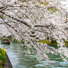 伏見の水路を彩る桜の舟