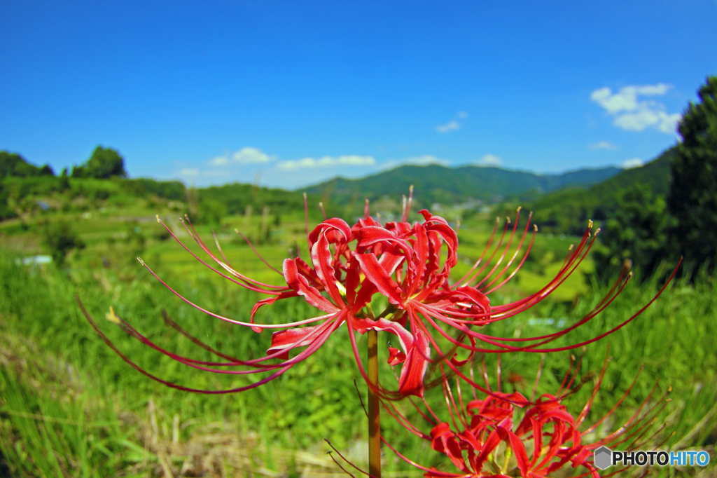 明日香の秋景