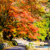 紅葉河川道