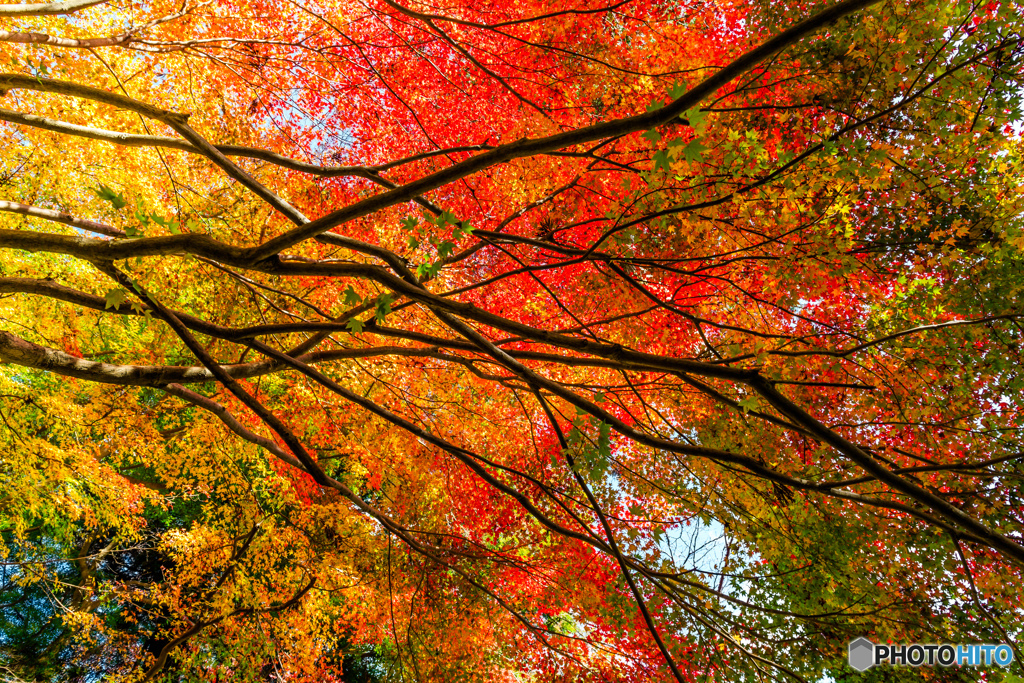 見上げれば、紅葉