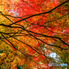 見上げれば、紅葉
