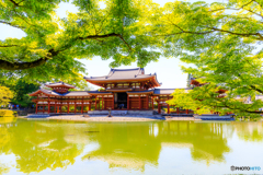 新緑の鳳凰堂