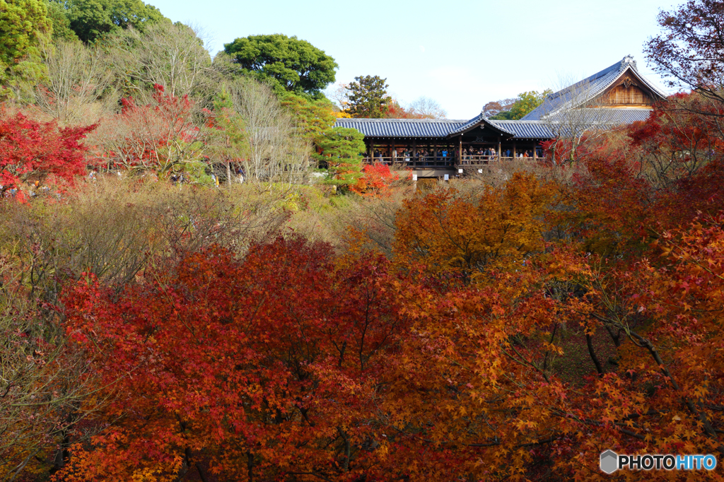 東福寺の紅葉