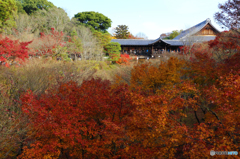 東福寺の紅葉