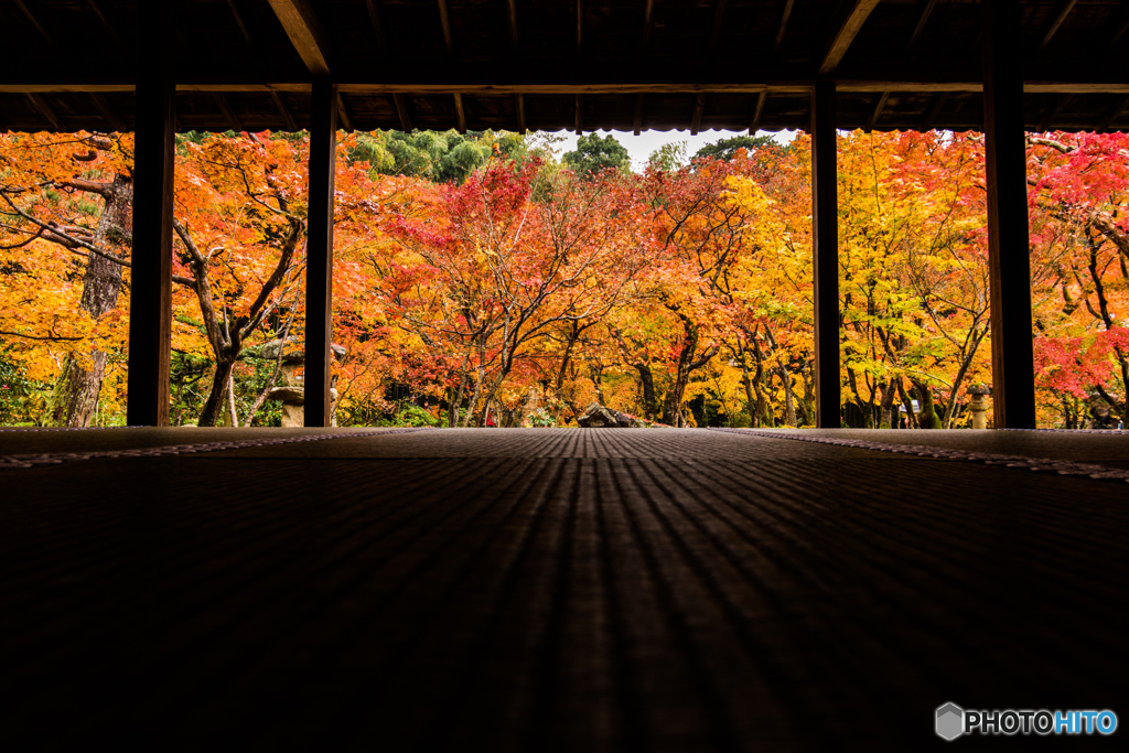 畳の上の圓光寺