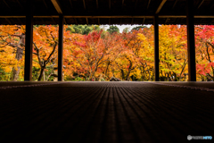 畳の上の圓光寺