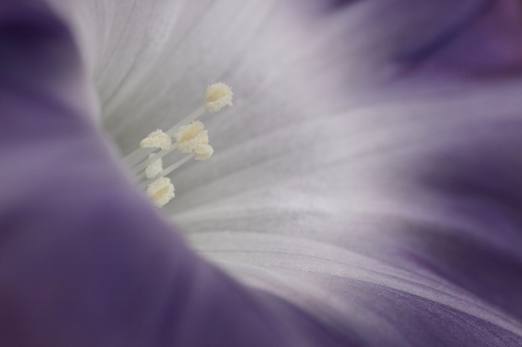 真っ白の蕊