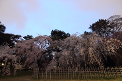 京都御苑の糸桜