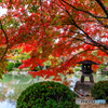 瓢箪池の紅葉