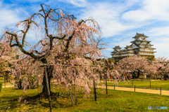 西の丸庭園の桜