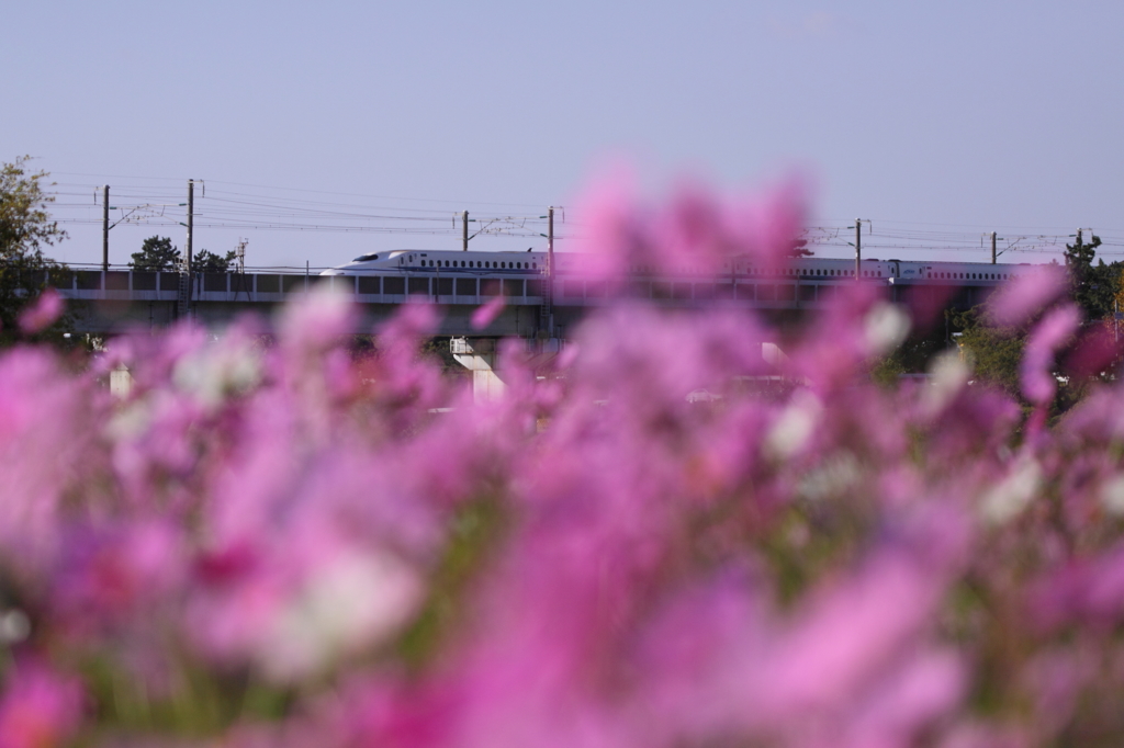 コスモス鉄道