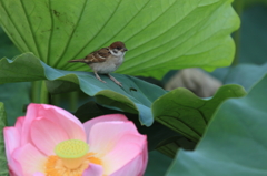 ご満悦の雀