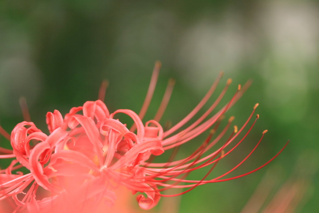 天上の花