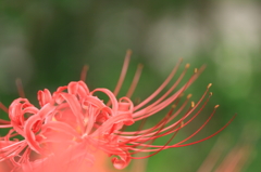 天上の花