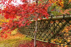 秋の光悦垣