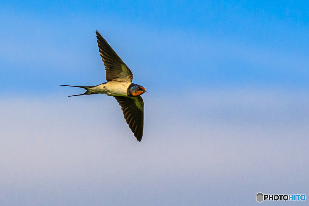 Swallow in Itami