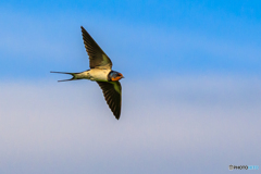 Swallow in Itami