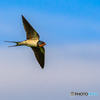 Swallow in Itami
