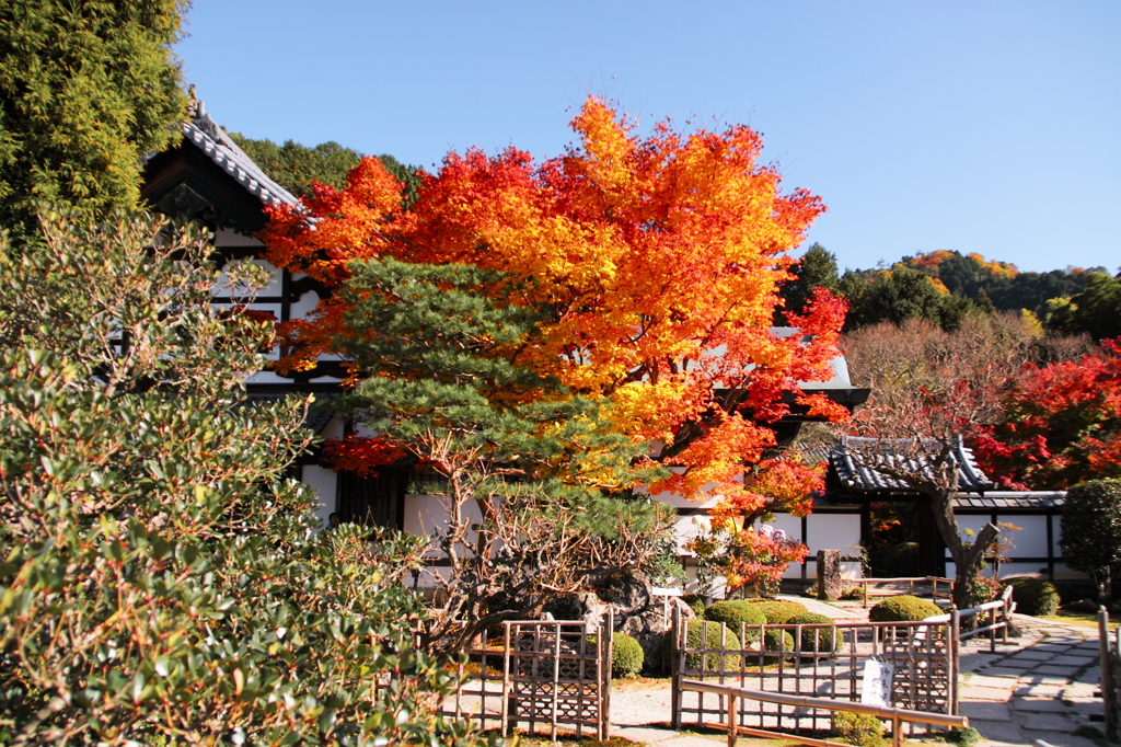 彩の圓光寺