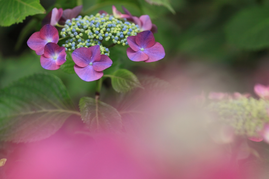 この花に届け