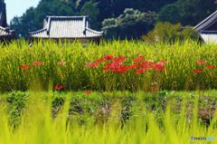 橘寺の彼岸花Ⅱ