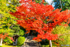 長岳寺の紅葉