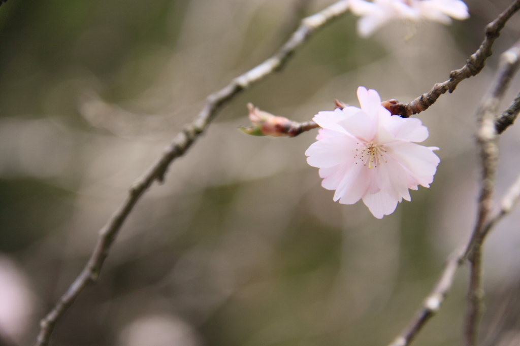 可憐な不断桜