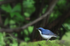 夢見る青い鳥