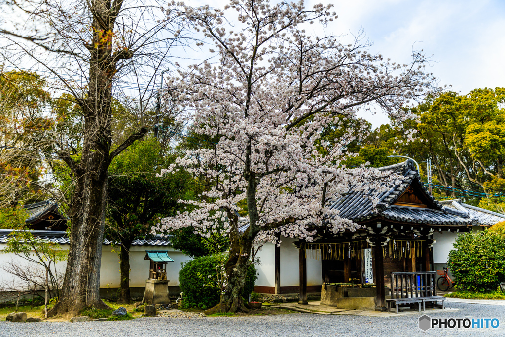 蘆山寺の桜