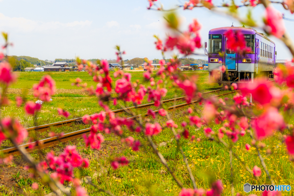 播磨下里の桜鉄道