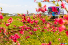 播磨下里の桜鉄道