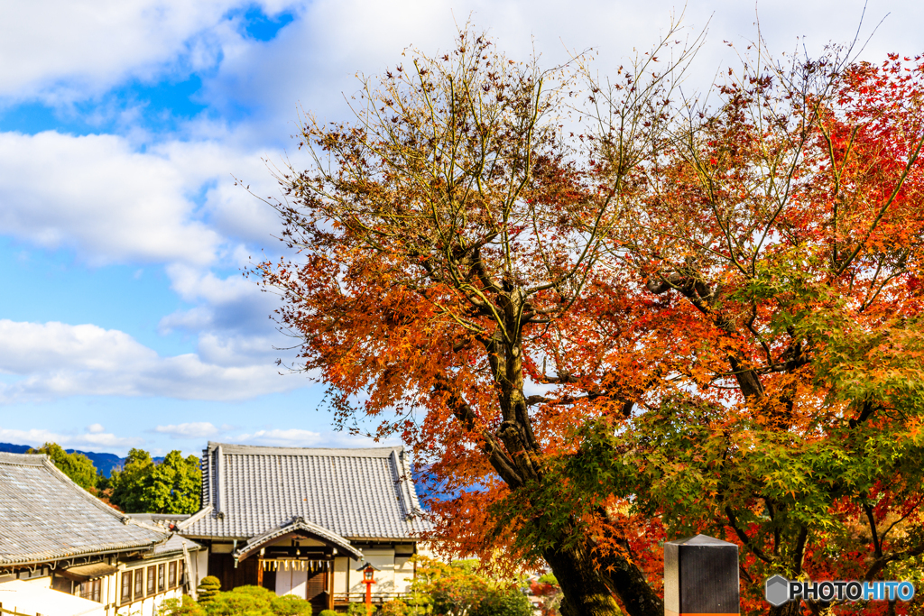 健勲神社の紅葉