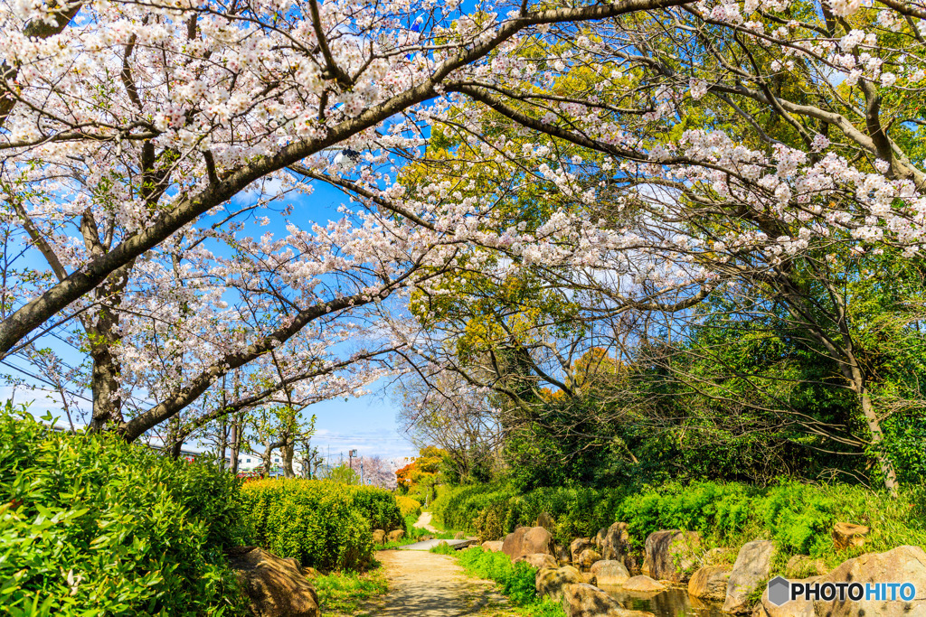 カモフラージュ✈桜