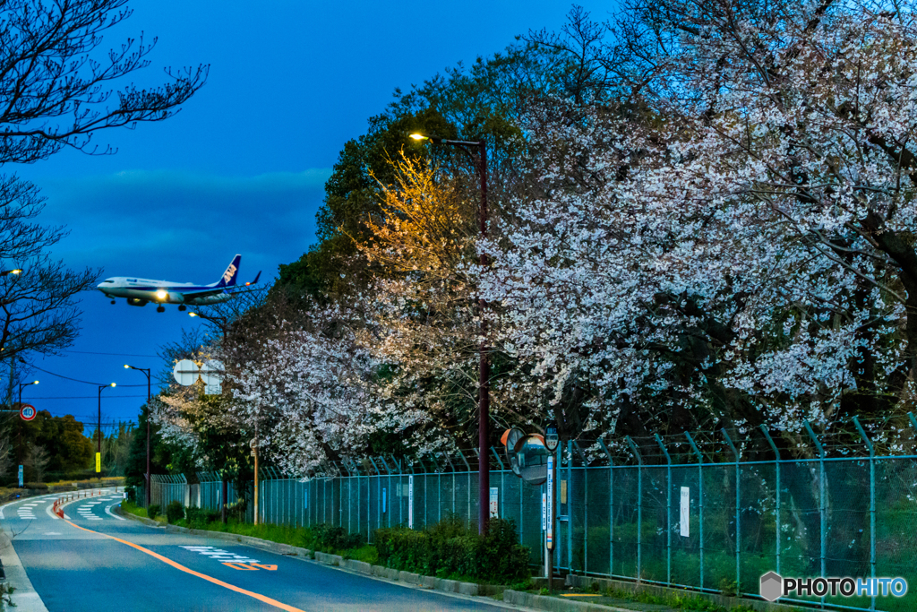 桜✈Landing