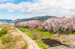 八幡桜まつり