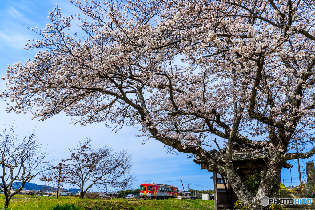 赤穂義士碑の桜