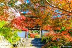 鐘楼門の紅葉