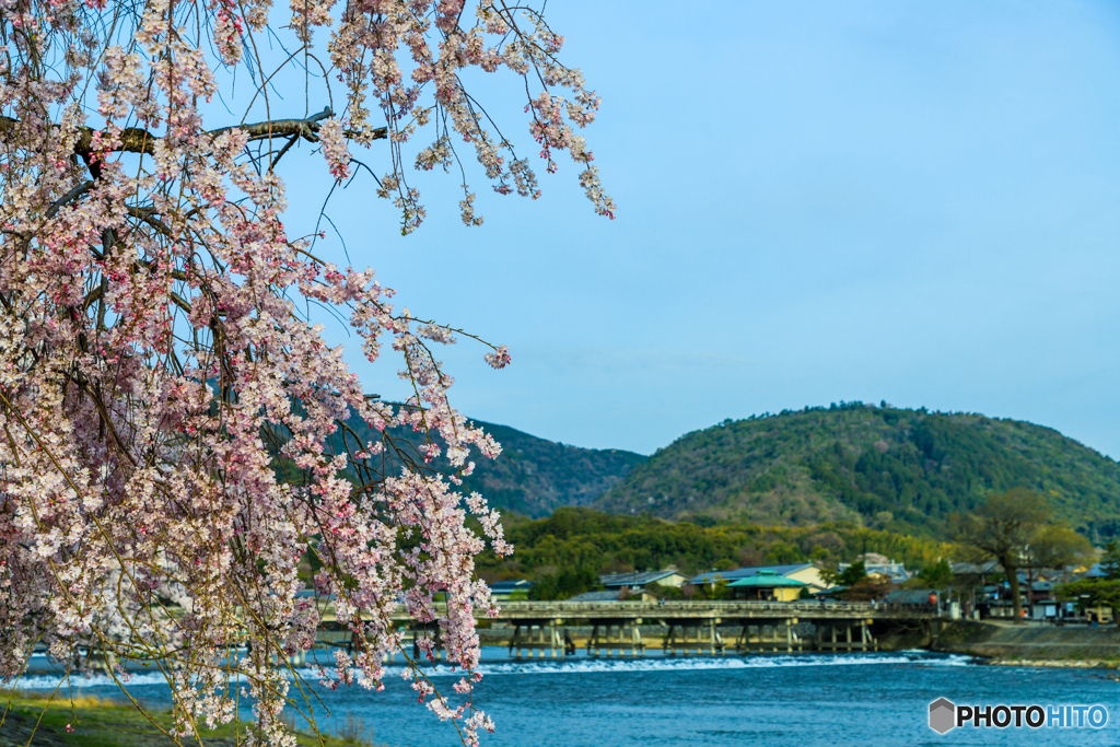 桜風の嵐山公園