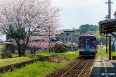 長駅の桜鉄道