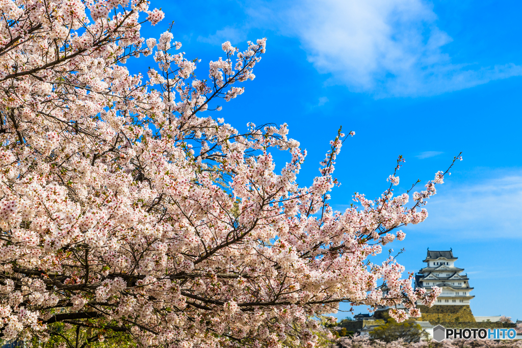 姫路城と桜