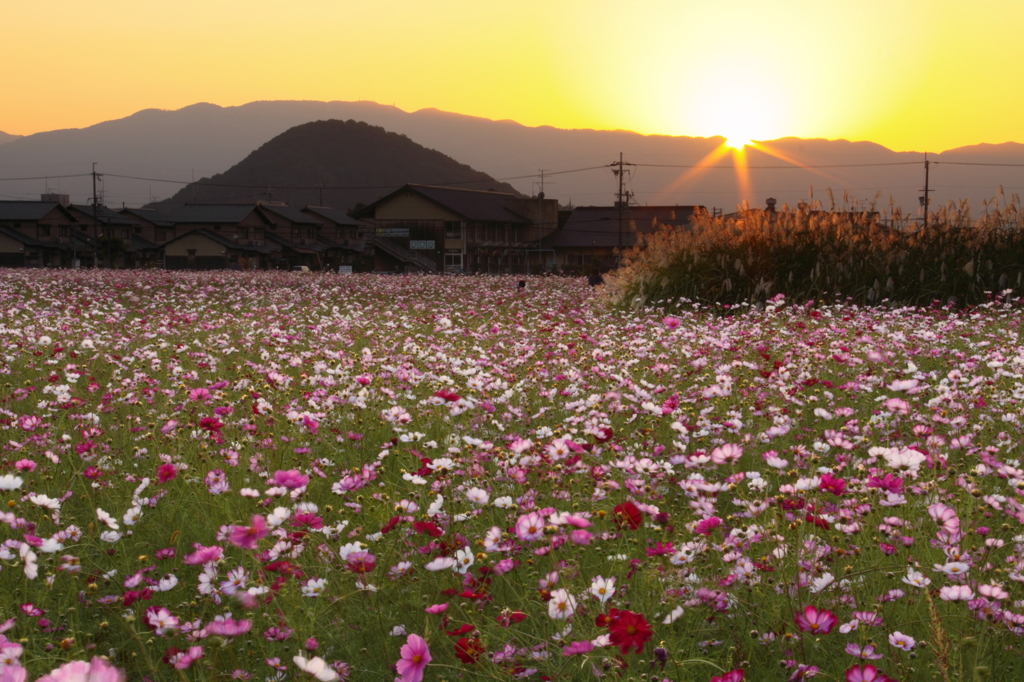 藤原宮跡の夕景Ⅱ