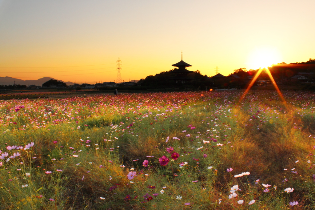 法起寺と秋桜Ｂ