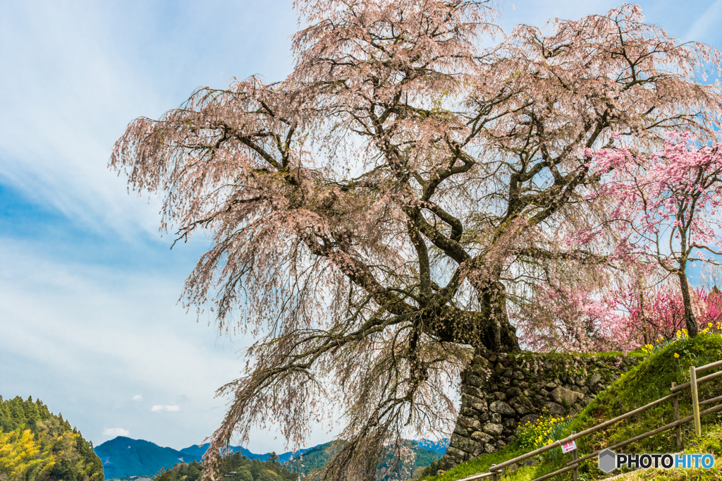 威風堂々、桜