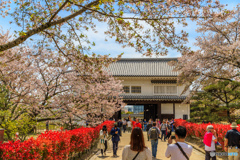 菱の門の桜景Ⅱ