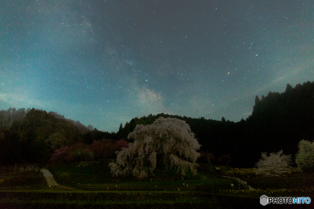又兵衛桜２０２１