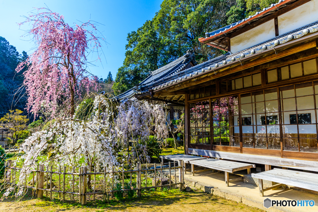 大野寺の桜